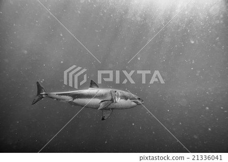 Great White shark attack in b&w 21336041