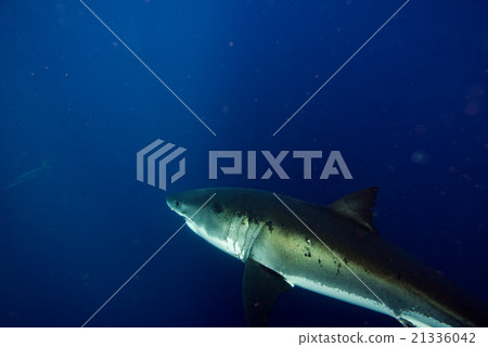Great White shark ready to attack 21336042