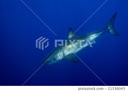 Great White shark ready to attack 21336043