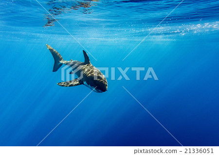 Great White shark ready to attack 21336051