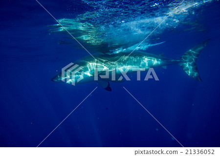 Great White shark ready to attack 21336052