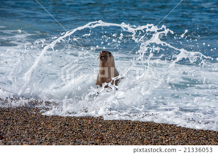 sea lion on the beach 21336053