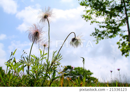 Okinagusa在初夏 21336123