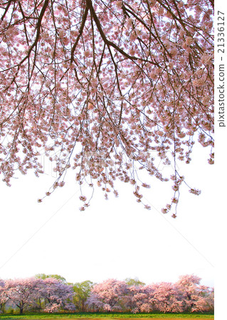 Sakura in full bloom 21336127