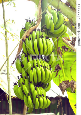 ripe bananas branch on a palm tree plantation ripe bananas branch on a palm tree plantation 21336554