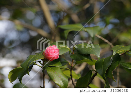 Sandpaper wash · Camellia flower Sandpaper wash · Camellia flower 21336988