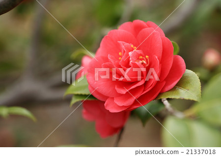 Snow camellia 21337018