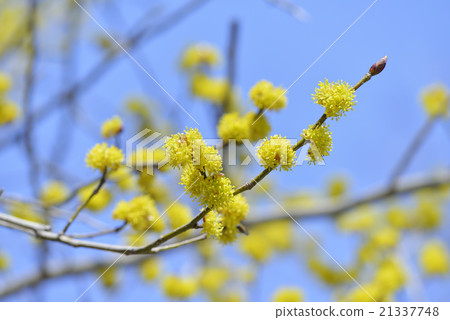 Danko Bai Danko Bai 21337748