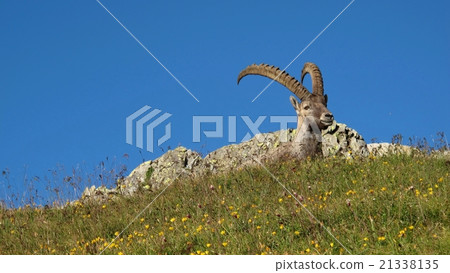 Male alpine ibex resting on a mountain meadow Male alpine ibex resting on a mountain meadow 21338135
