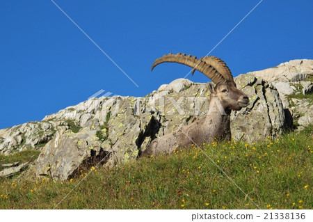 Alpine ibex lying on a meadow with wildflowers  21338136