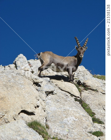 Curious young alpine ibex looking down Curious young alpine ibex looking down 21338138
