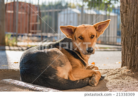 Stray dog having rest in the street, backlit Stray dog having rest in the street, backlit 21338309
