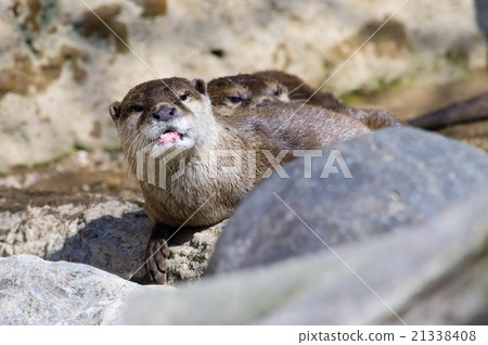 Kotsumekawauso 21338408