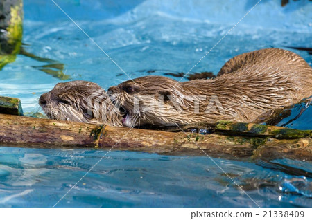 Kotsumekawauso 21338409