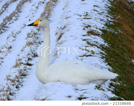 Swan in rice field 21338698