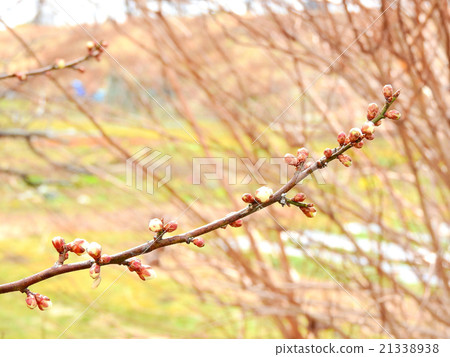 Plum bud Plum bud 21338938