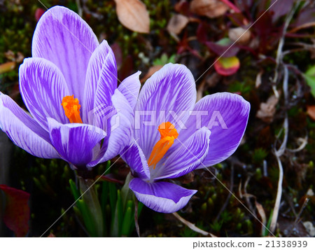 Crocus flower Crocus flower 21338939