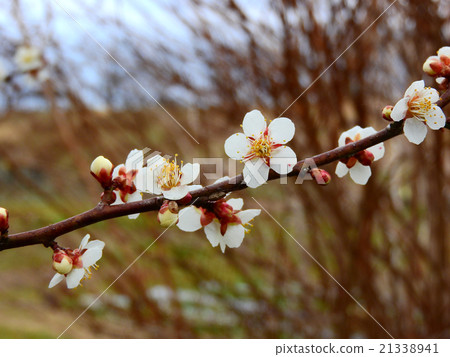 White plum White plum 21338941