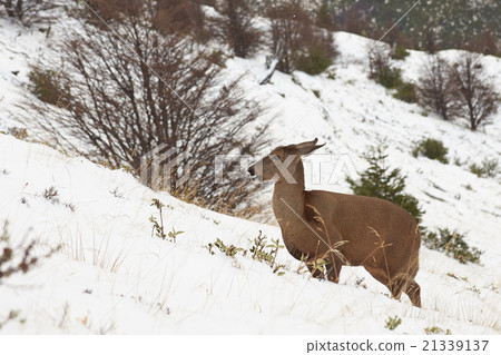 South Andean Deer South Andean Deer 21339137