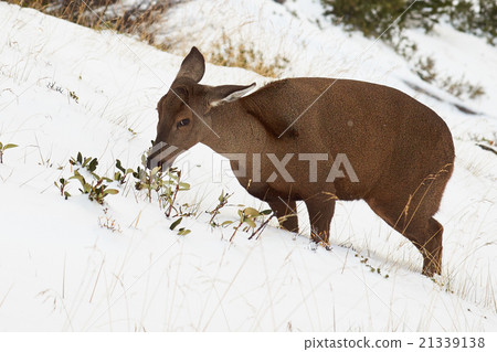 South Andean Deer South Andean Deer 21339138