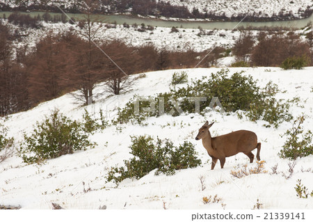 South Andean Deer 21339141