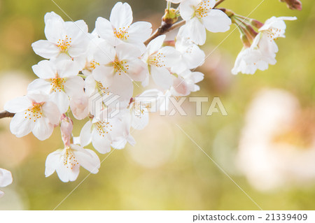 Cherry blossoms (Somei Yoshino) 21339409