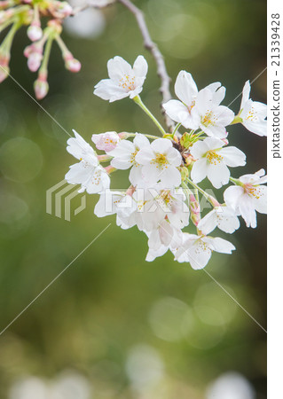 櫻花（染井吉野） 21339428