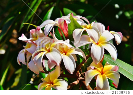 Holidays in Hawaii 21339756