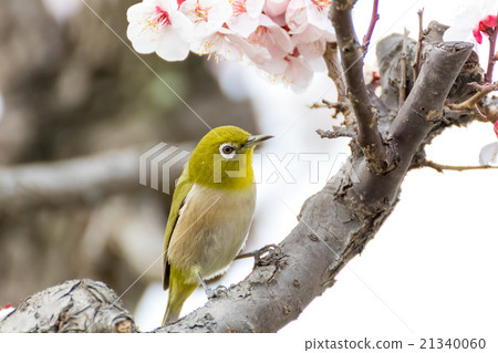 在白色李子的Mejiro 在白色李子的Mejiro 21340060