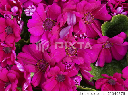 Cineraria deep pink Cineraria deep pink 21340276