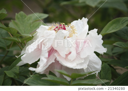 Botanical Inari Shrine's Peony Botanical Inari Shrine's Peony 21340280