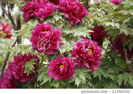 Botanical Inari Shrine's Peony Botanical Inari Shrine's Peony 21340282