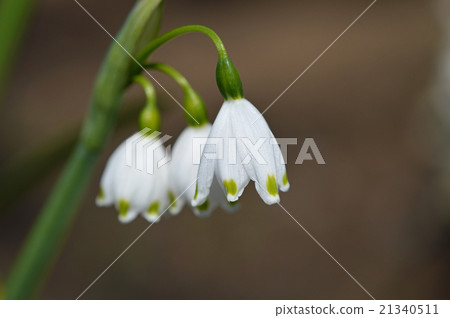 雪花（Suzuran Narcissus） 21340511