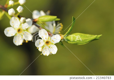 Plum flowers Plum flowers 21340783