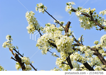  Plum flowers 21340786