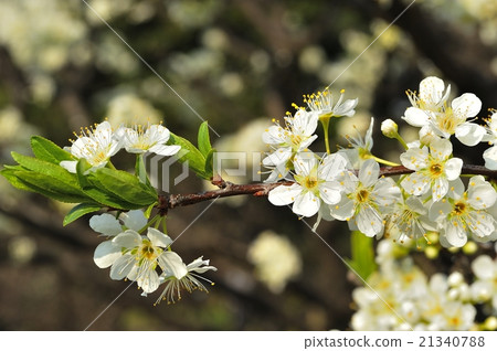  Plum flowers 21340788