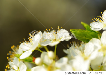 Plum flowers Plum flowers 21340793