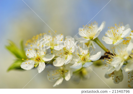  Plum flowers 21340796