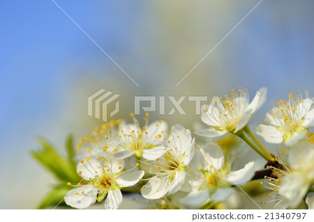  Plum flowers 21340797