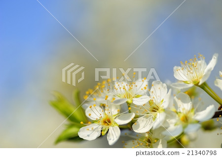  Plum flowers 21340798