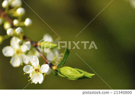  Plum flowers 21340800