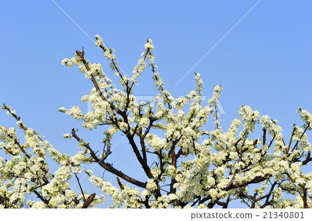  Plum flowers 21340801