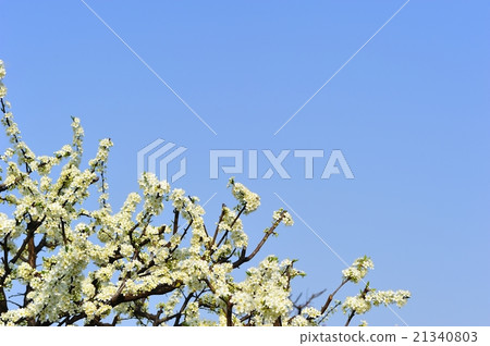  Plum flowers 21340803