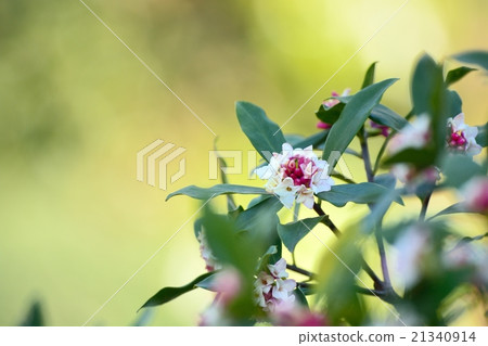 下沉的花 21340914