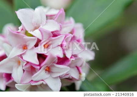 下沉的花 下沉的花 21340916