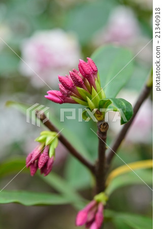 下沉的花 下沉的花 21340918