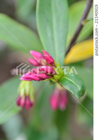 下沉的花 下沉的花 21340919