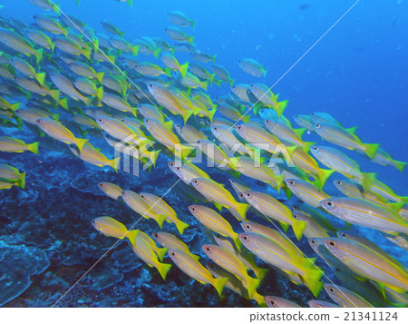 Bigeye snapper Bigeye snapper 21341124