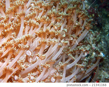 soft coral soft coral 21341168