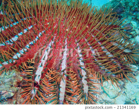 Crown of thorns Starfish Crown of thorns Starfish 21341169